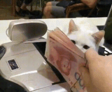 Cat with money